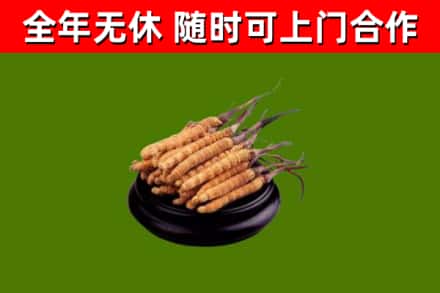 新林烟酒回收冬虫夏草.jpg